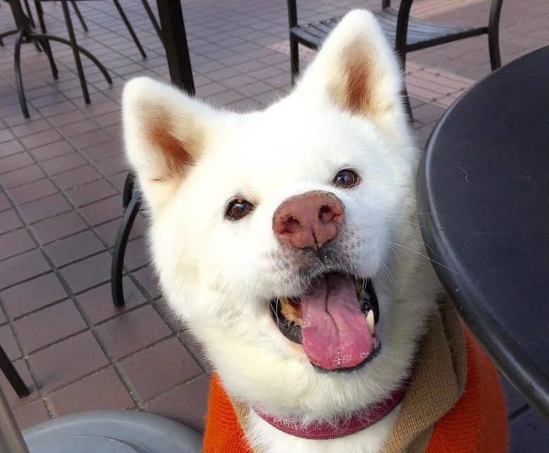 A rescued Akita
