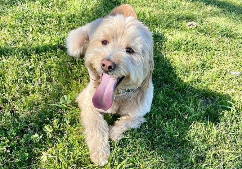 A rescued Goldendoodle dog