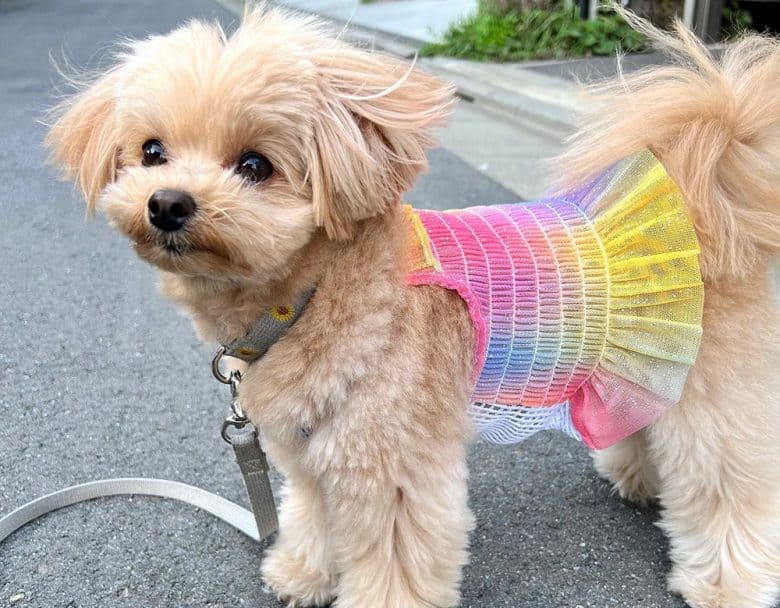 A sassy Pomeranian Poodle mix dog