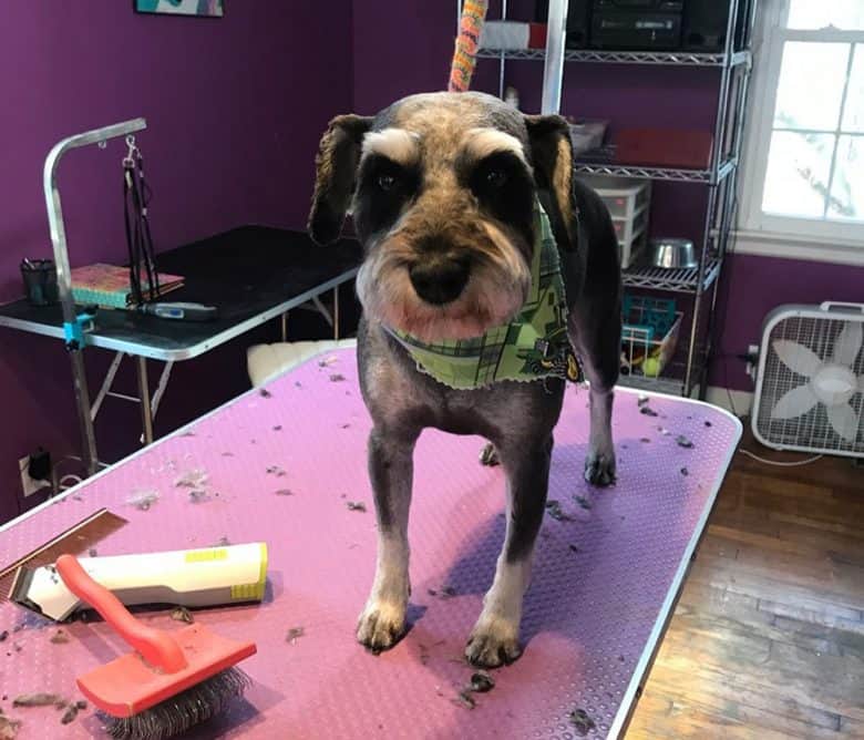 Schnauzer in grooming salon with kennel clip haircut