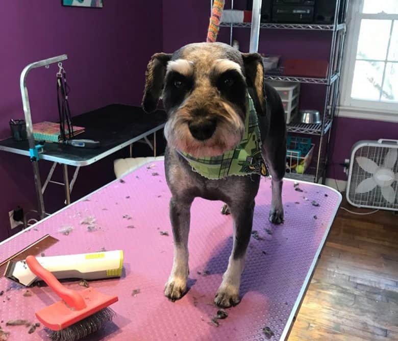 Schnauzer in grooming salon with kennel clip haircut