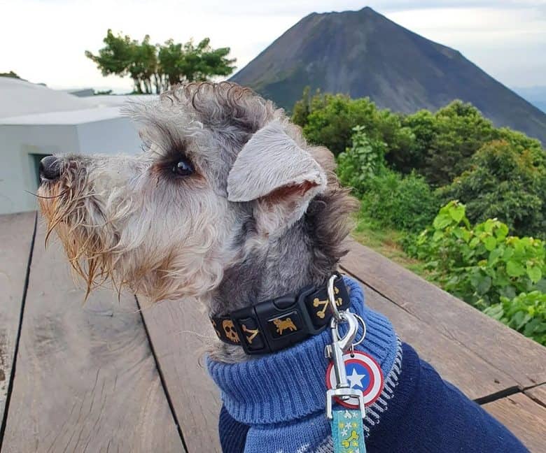 A Schnauzer with a mohawk haircut