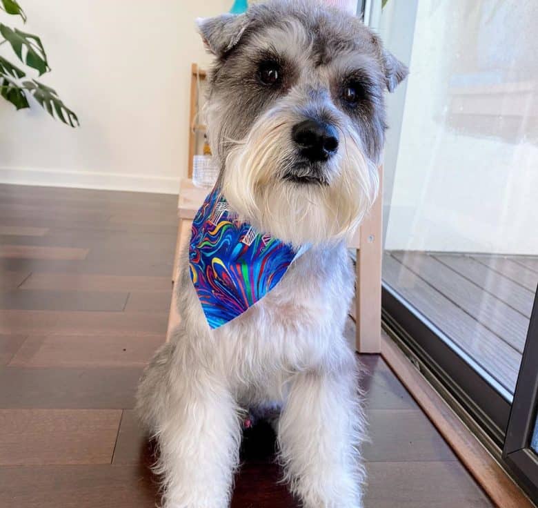 A Schnauzer with teddy bear hairstyle