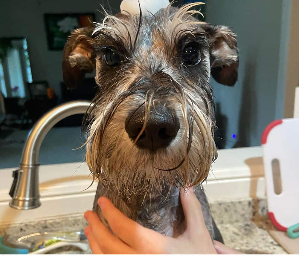A Schnauzer dog taking a bath