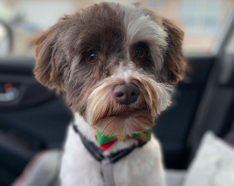 A Schnauzer with clean haircut