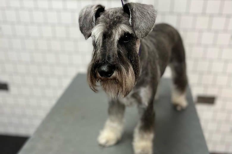 Newly groomed Schnauzer with eyebrows cut