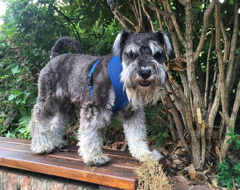A Schnauzer with furry leg haircut