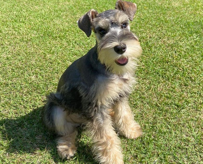 A Schnauzer dog with long pants haircut style