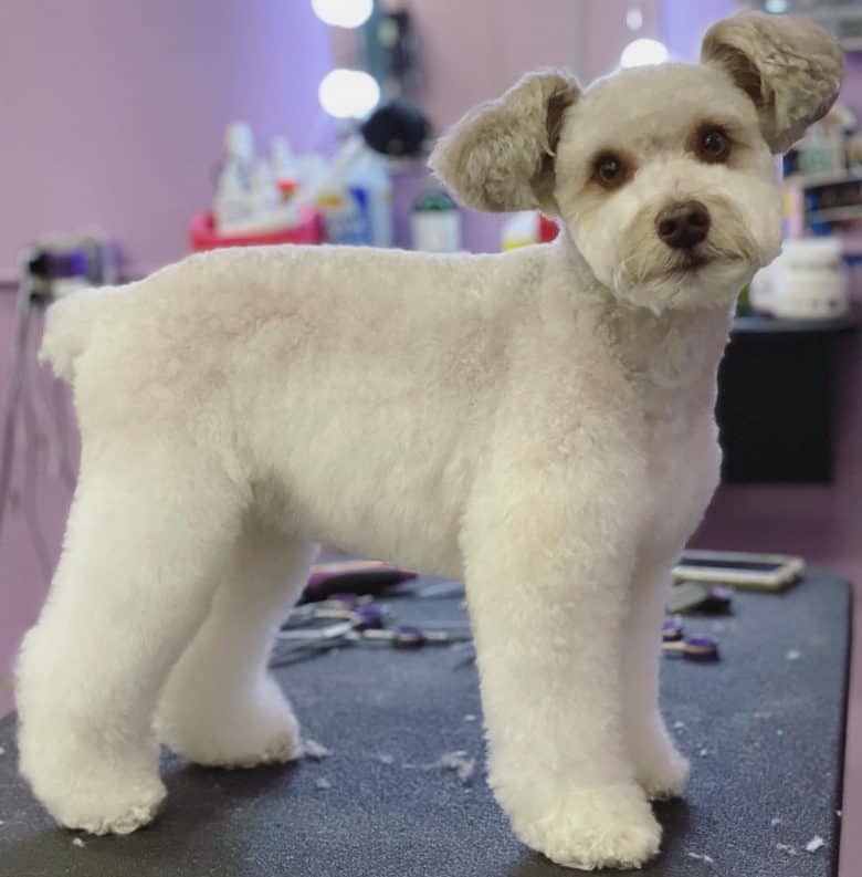 A Schnauzer got a poodle like haircut