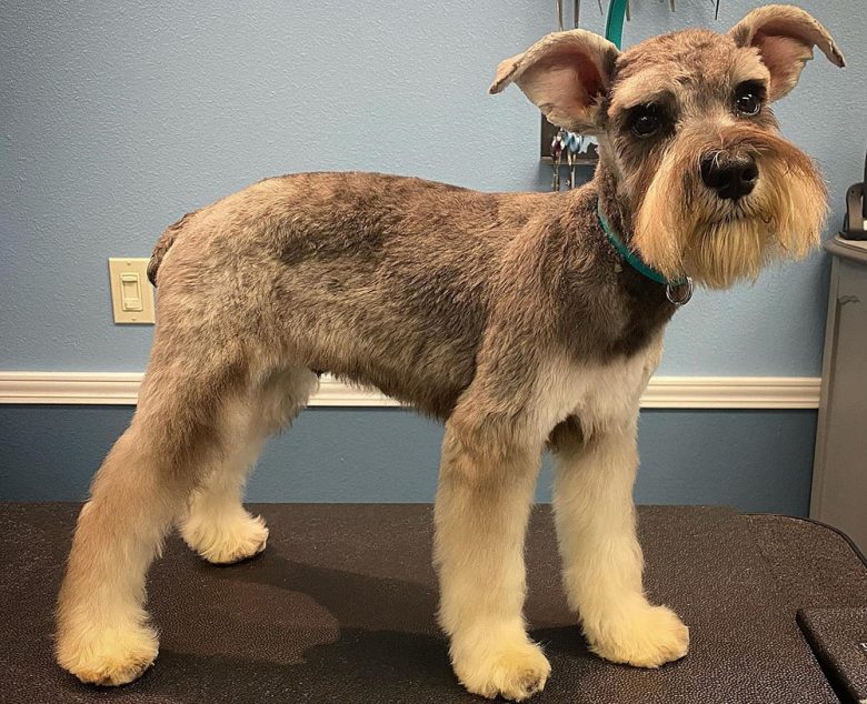 Different haircuts for schnauzers hotsell
