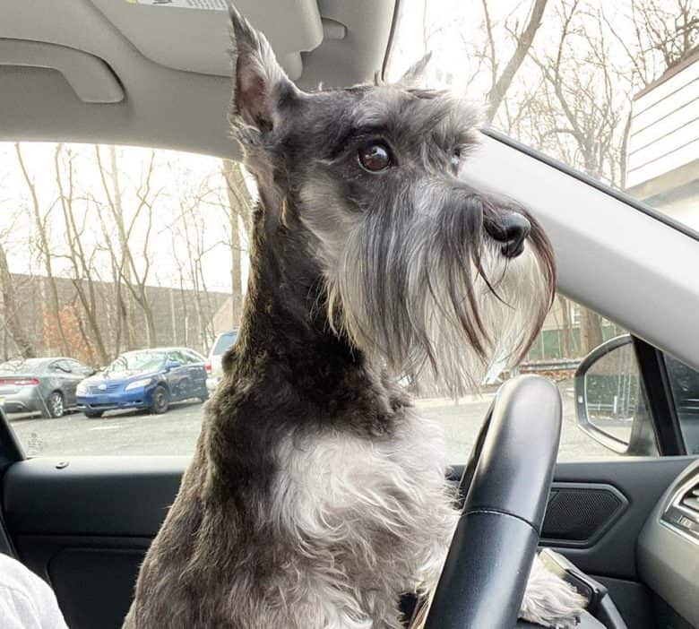 A curious Schnauzer with whiskers cut hairstyle