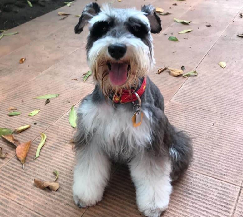 A Schnauzer dog with winter-time snug cut hairstyle