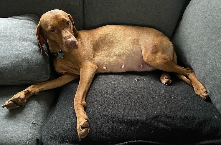 A pregnant Vizsla lying on a couch