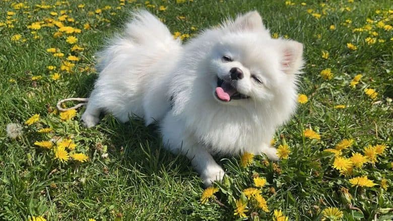 A silly face of Teacup Pomeranian dog