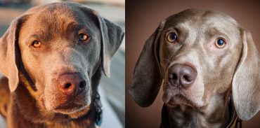A close-up image of a Silver Labrador Retriever and a Weimaraner
