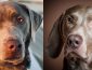 Silver Lab vs Weimaraner: Which is a Better Family Dog?