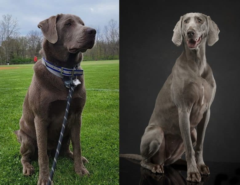 Sitting Silver Labrador Retriever and Weimaraner