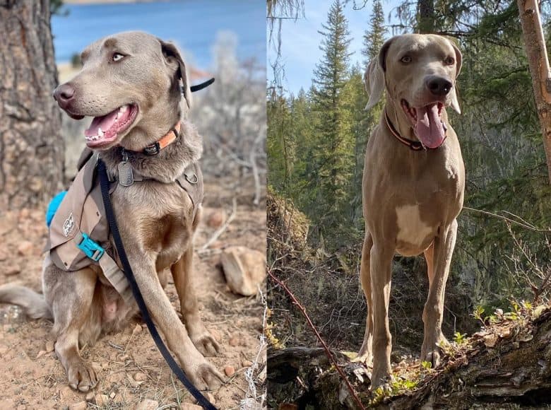 Silver Labrador Retriever and a Weimaraner exercising