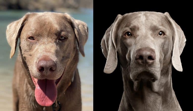 The Silver Labrador Retriever and the Weimaraner