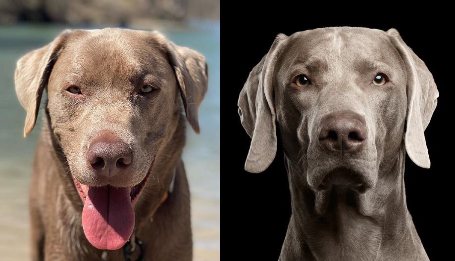 Silver Lab vs Weimaraner Which is a Better Family Dog? K9 