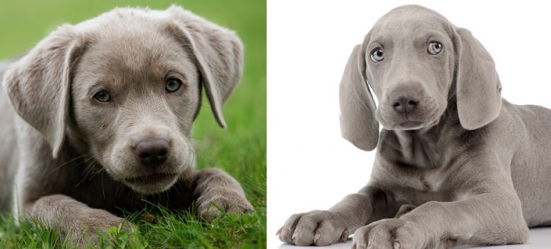 Silver Labrador Retriever and Weimaraner puppies