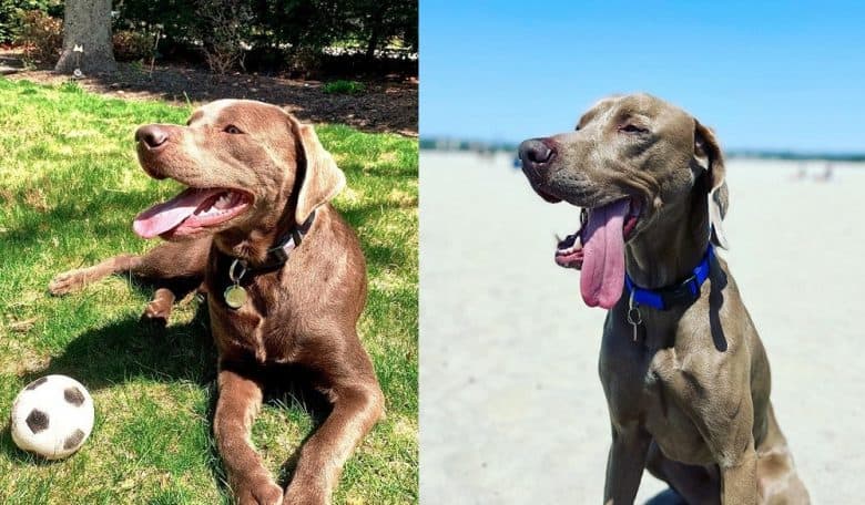 Silver Labrador Retriever and Weimaraner temperament