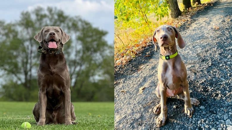 A Silver Labrador Retriever and a Weimaraner outdoors