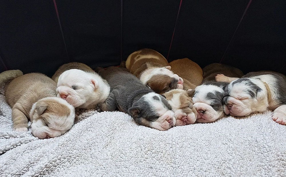 Sleeping English Bulldog puppies