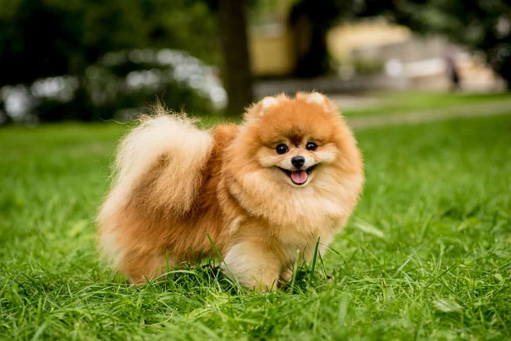 Portrait of a cute Pomeranian dog at the park