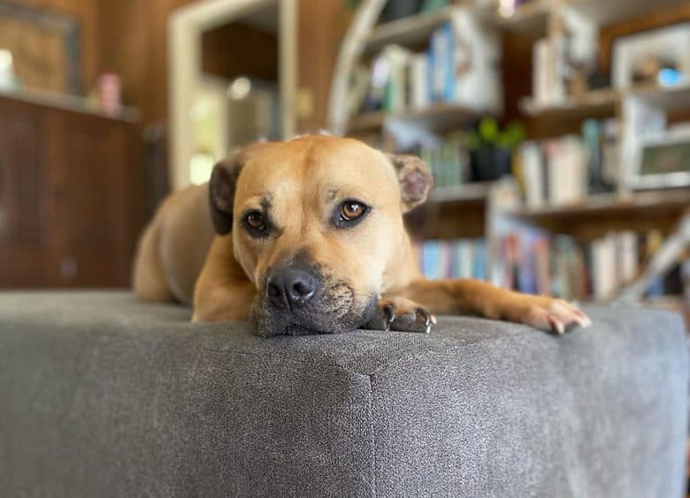 A Staffordshire Bull Terrier being lazy at the couch