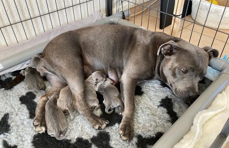 Staffordshire Bull Terrier feeding her puppies