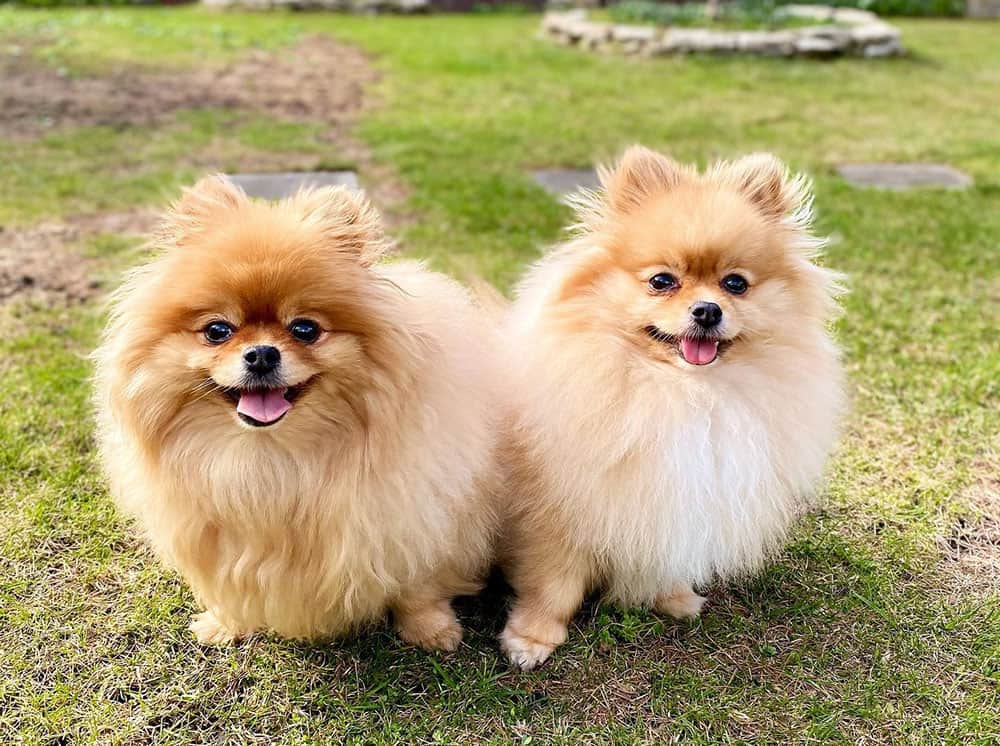 A Standard Pomeranian siblings