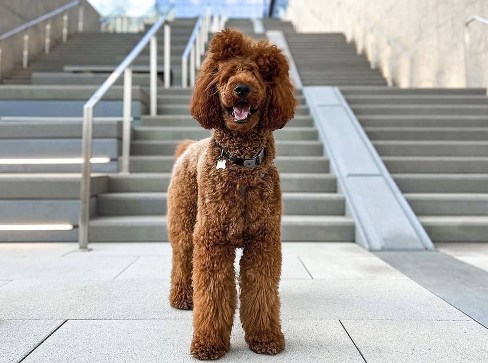 A Standard Poodle selfie after climbing stairs
