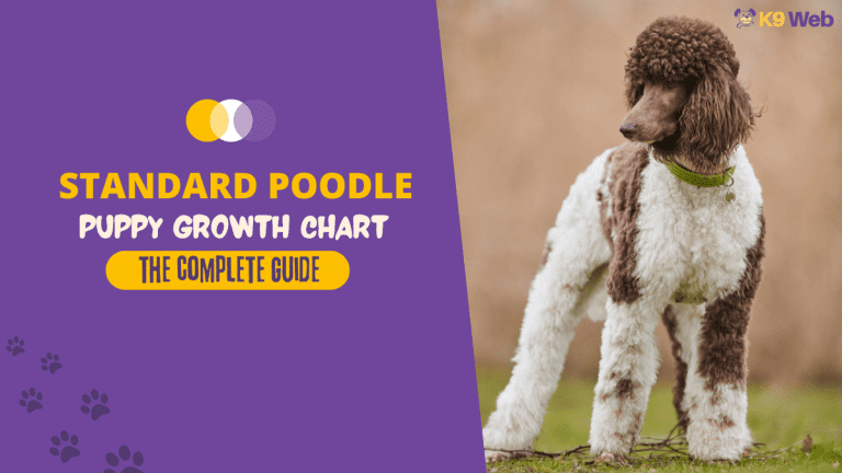 Standard Poodle Growth and Weight Chart (Male & Female) - K9 Web