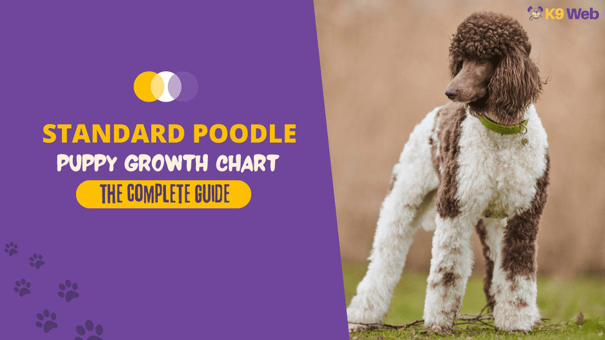 Puppy Growth Chart Poodle