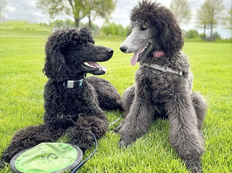 Standard Poodle Growth and Weight Chart (Male & Female) K9 