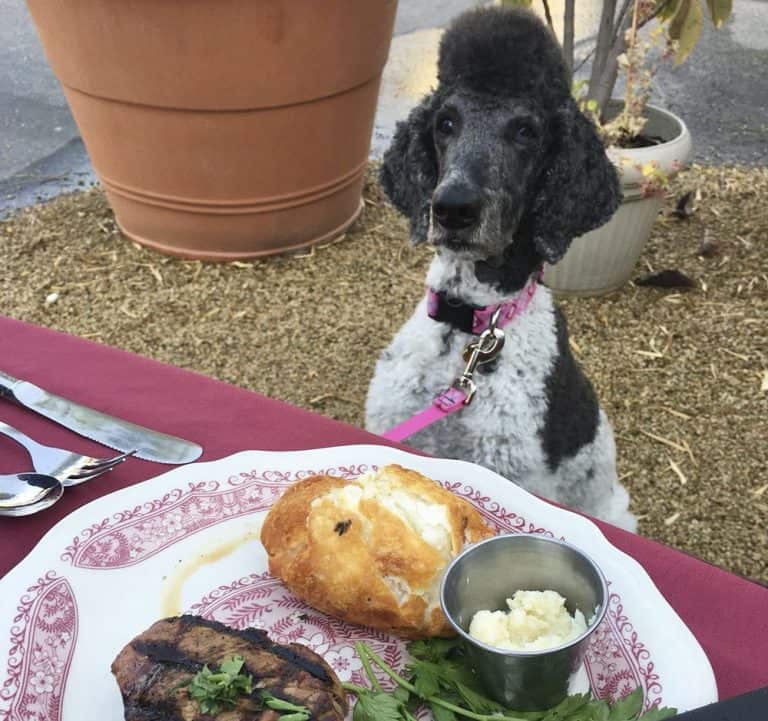 Standard Poodle Growth and Weight Chart (Male & Female) K9 