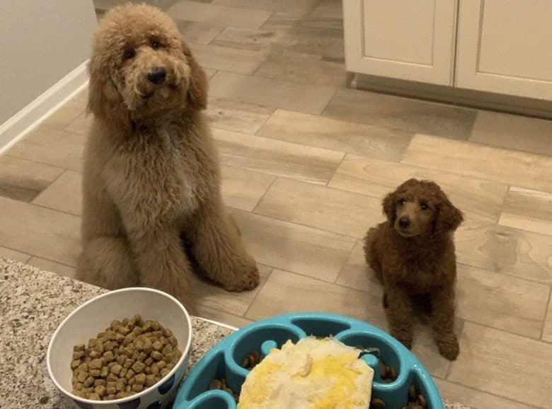 Standard Poodle Growth and Weight Chart (Male & Female) K9 