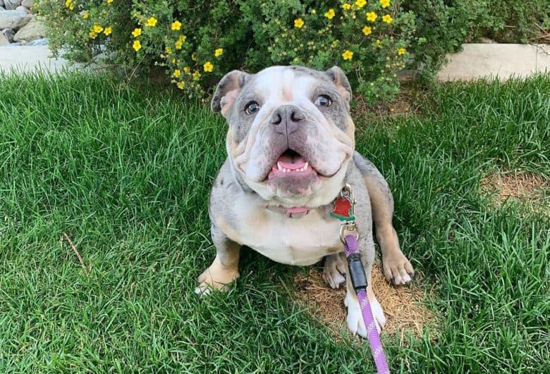 Sweet English Bulldog sitting on the grass