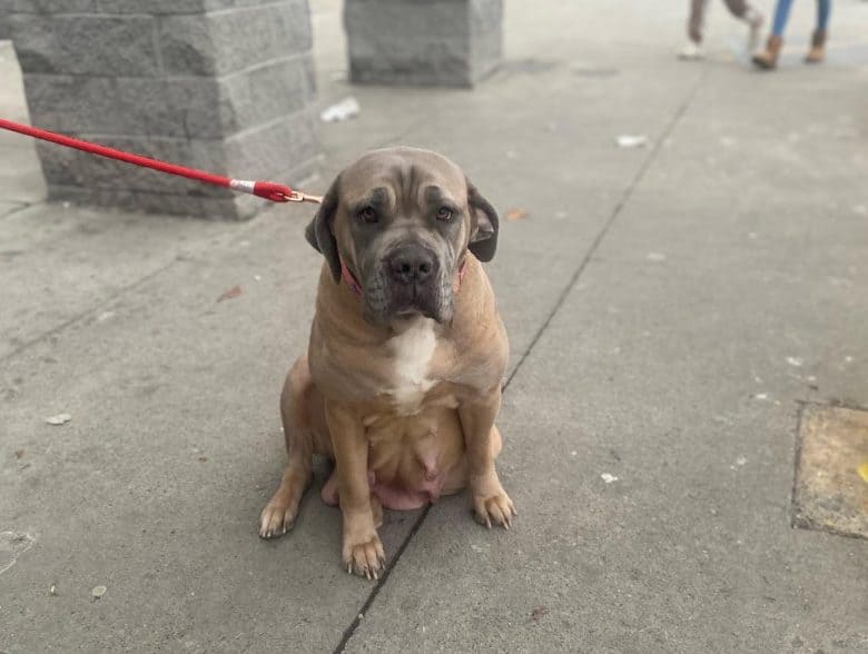 A pregnant Cane Corso with a swollen belly