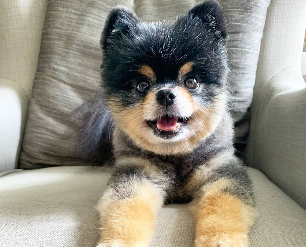 A Teddy Bear Pomeranian dog on top of the couch