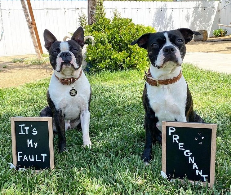 Two dogs standing in the grass