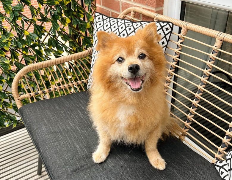 A Throwback Pomeranian in the balcony