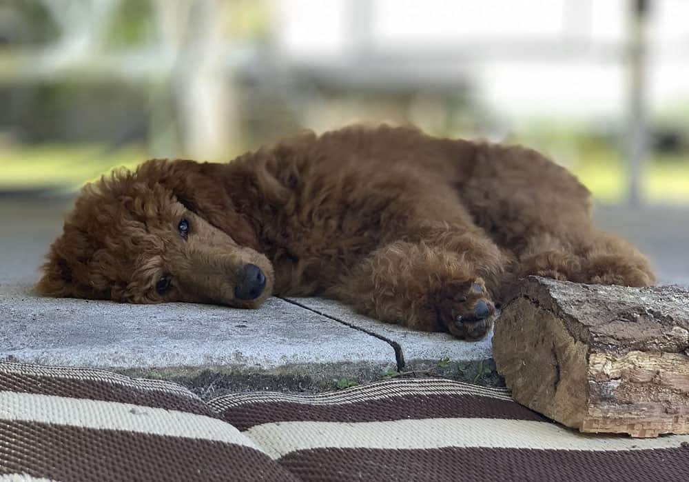 A tired Standard Poodle just laying down
