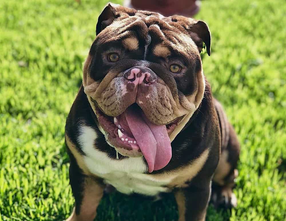A tongues out Tri-color English Bulldog