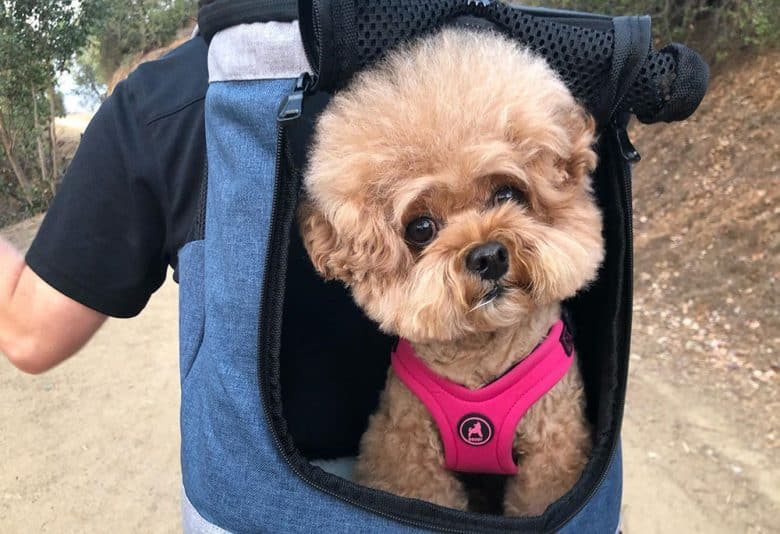 A Toy Poodle inside the comfy carrier backpack