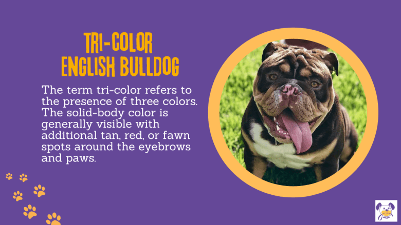 Tri color English Bulldog
