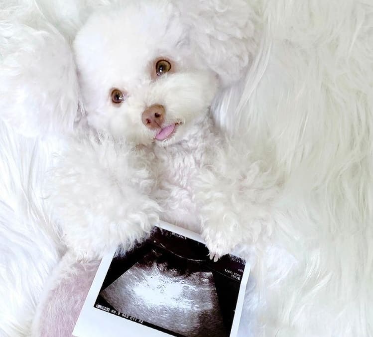 A pregnant Poodle holding an ultrasound results