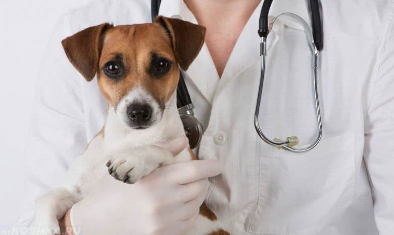 A Veterinarian holding the Jack Russel Terrier dog