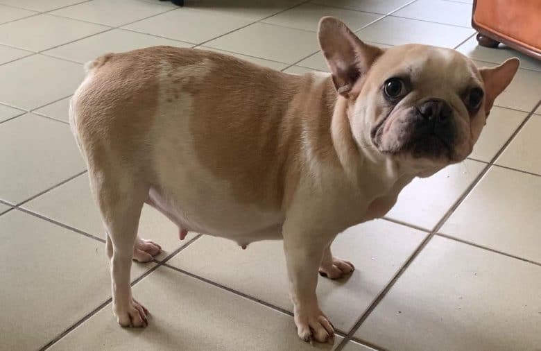 A pregnant French Bulldog